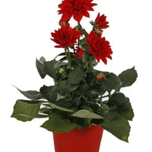 Dalia