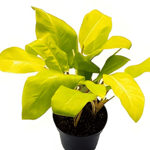 Filoendro limon