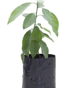 Árbol Aguacate