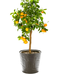Árbol limón calamondin