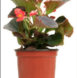Begonia big