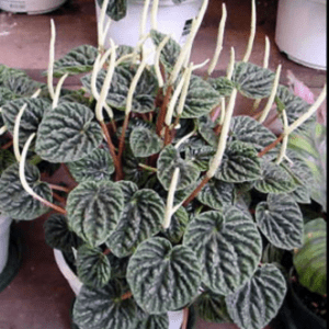 Begonia caperata