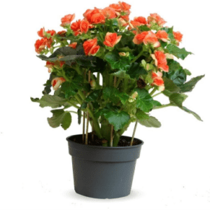 Begonia elatior
