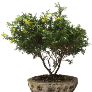 Bonsai