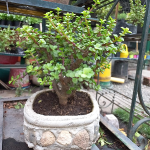 Bonsai
