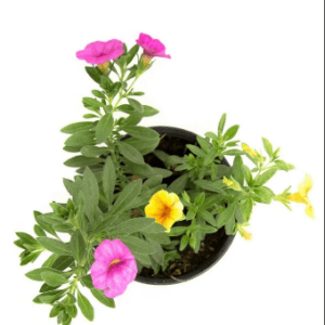 Calibrachoa