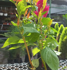 Celosía o plumosa