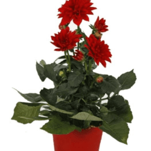 Dalia