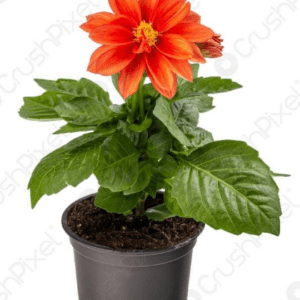 Dalia