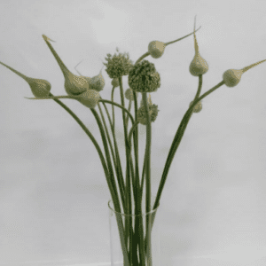 Flor de ajo