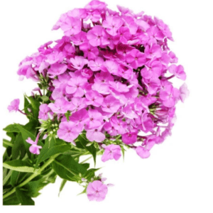 Flox
