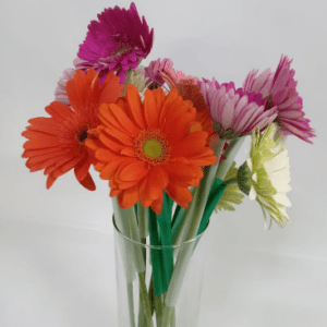 Gerbera