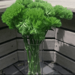 Greenboll follaje