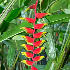 Heliconea colgante