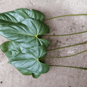 Hoja de anturio