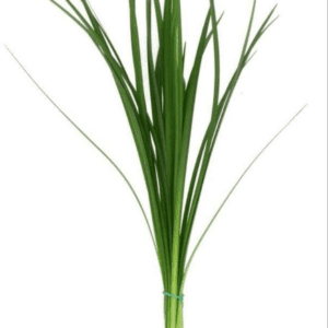 Lily grass