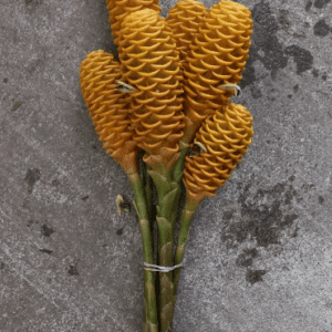 Maracas