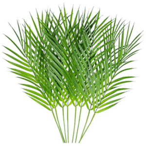 Palma areca