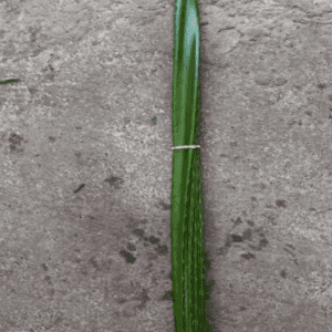Piñuelo