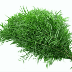 Podocarpus