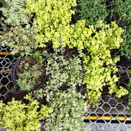 Sedum