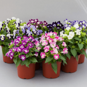 Torenia