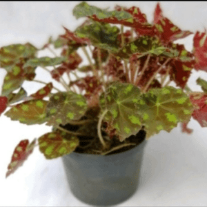 Begonia piel de sapo