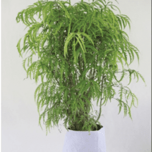 Iman de hoja delgada