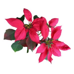 Poinsettias