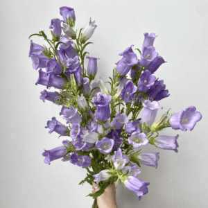 Campanula