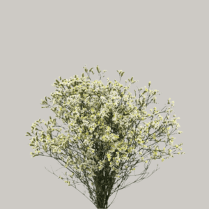 Limonium