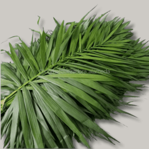 Podocarpus