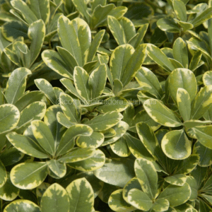 Pittosporum