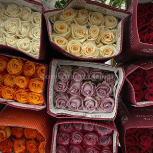 Rosa